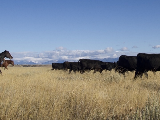 Rancher herding cattle