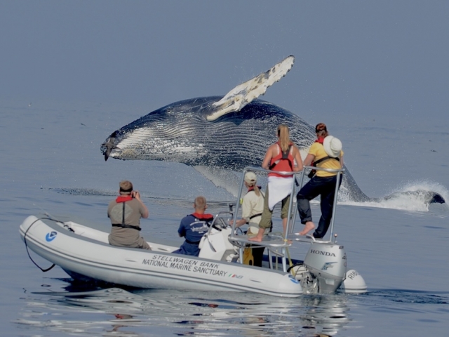 people observing a humpback whale