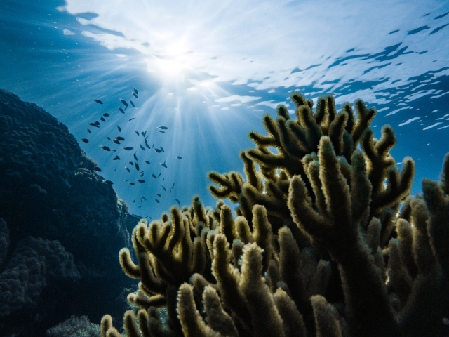 Underwater view of coral and small fish