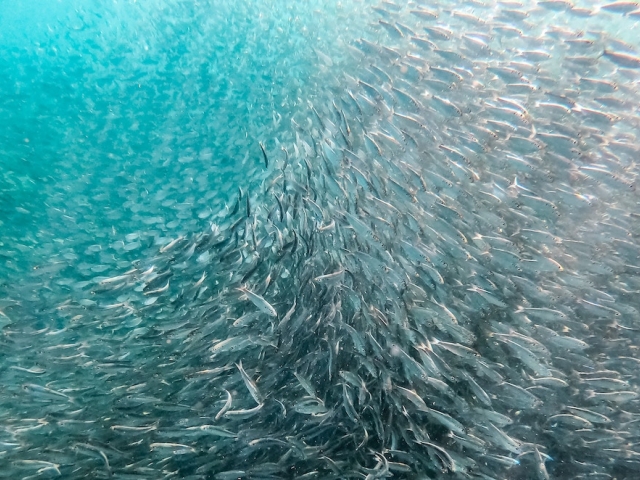 school of fish