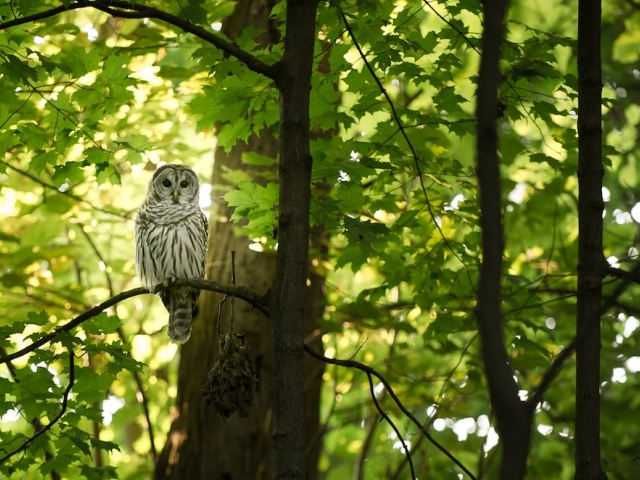 Owl in tree