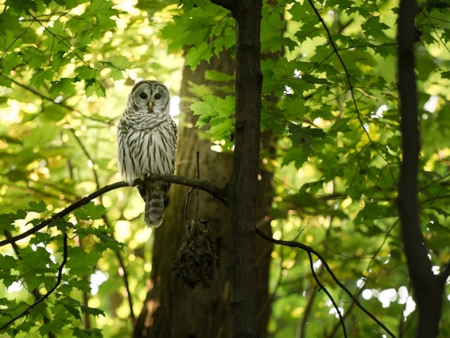 Owl in tree