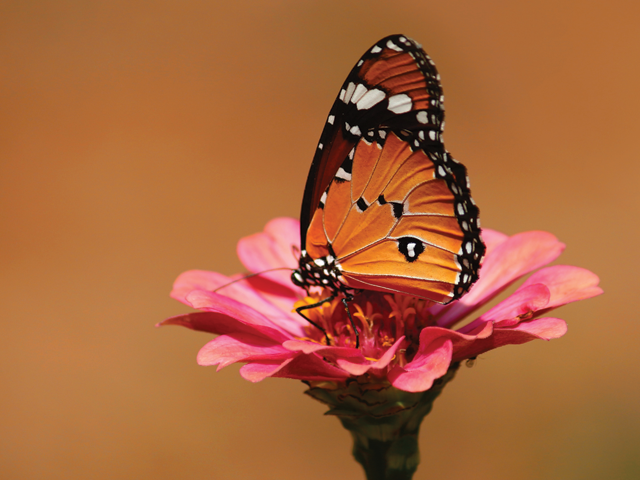 butterfly on flower