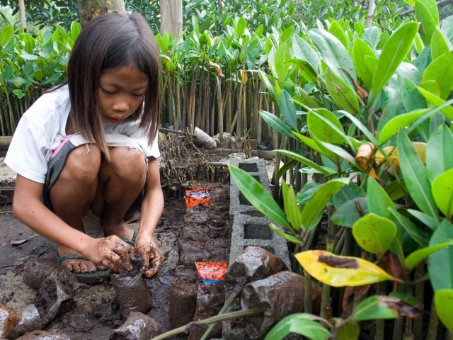 Planting mangrove seedlings in Indonesia