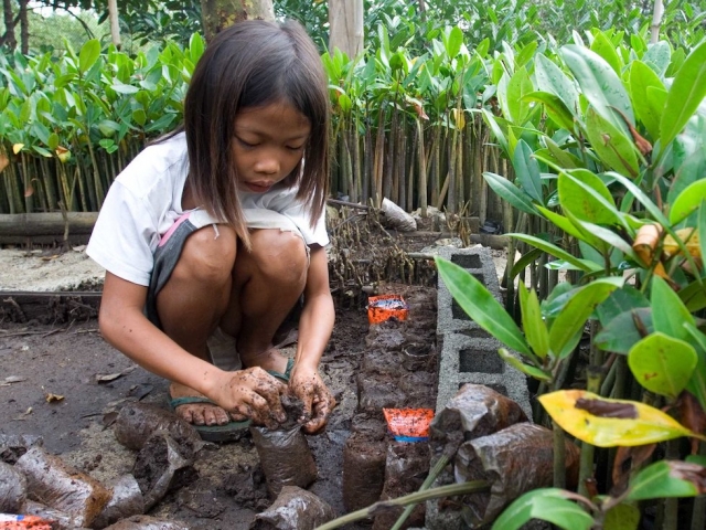 child planting mangroves