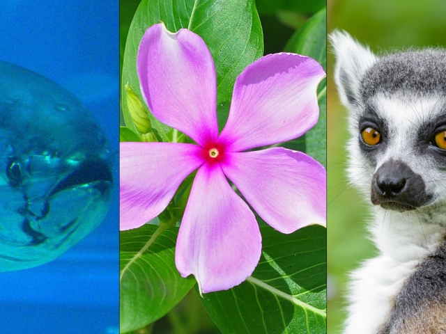 a fish, pink flower, and lemur