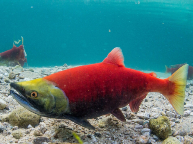 salmon fish swimming in the sea