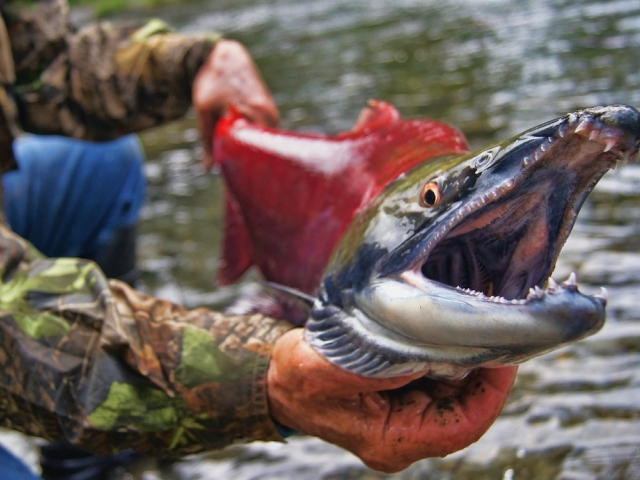 Sockeye salmon