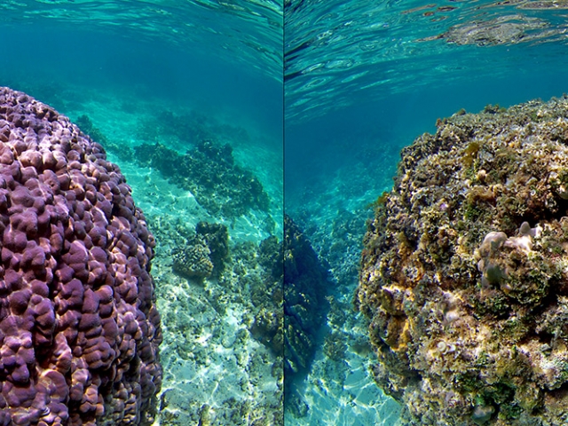 a thriving coral reef and dead coral reef