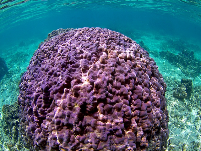 coral reefs