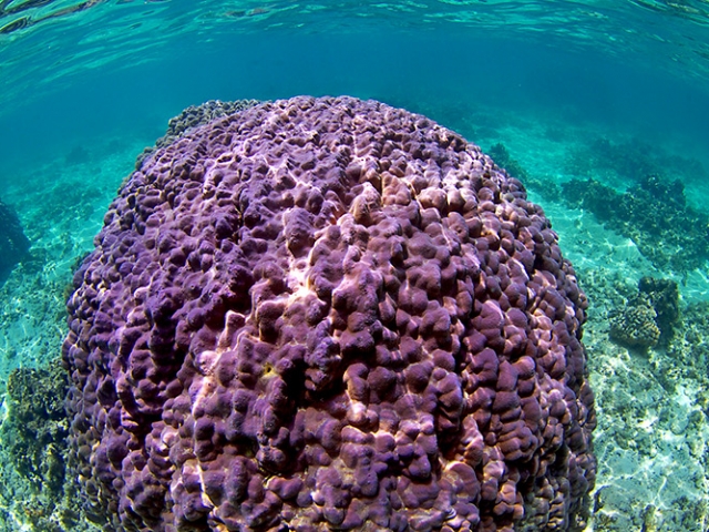 coral reefs