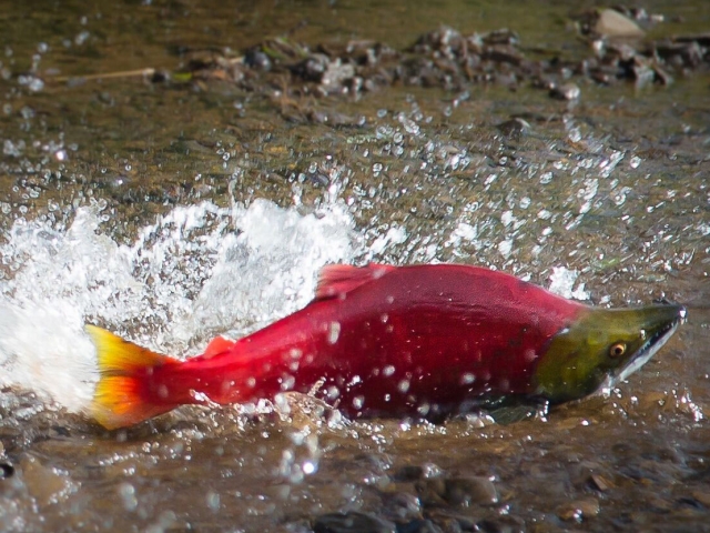 salmon splashing in water