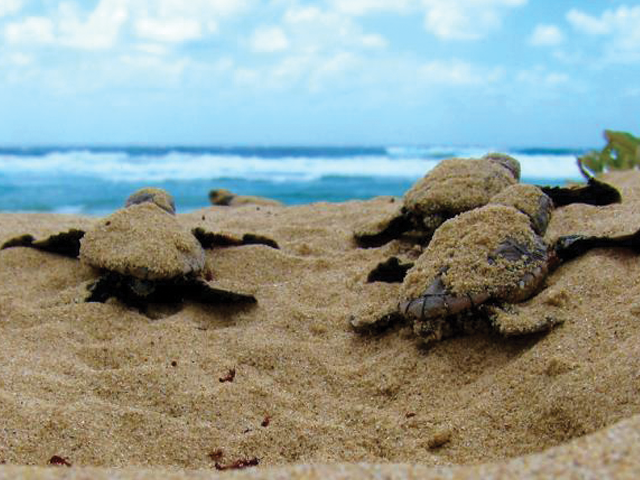 baby turtles emerging from sand