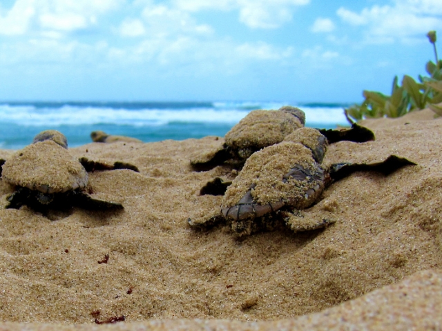 baby turtles emerging from sand