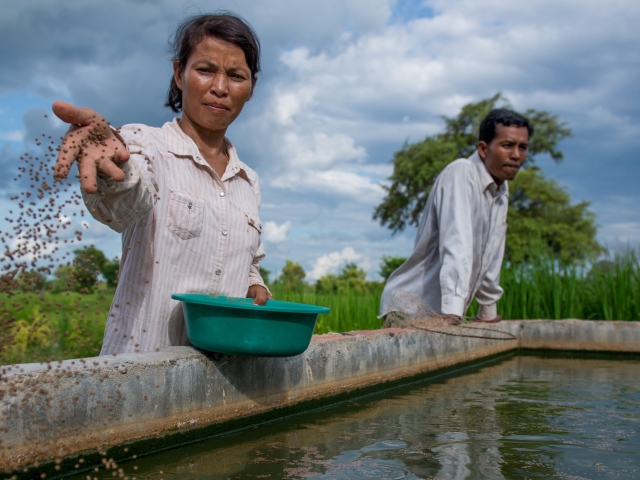 Woman throwing fish feed into a fish pen