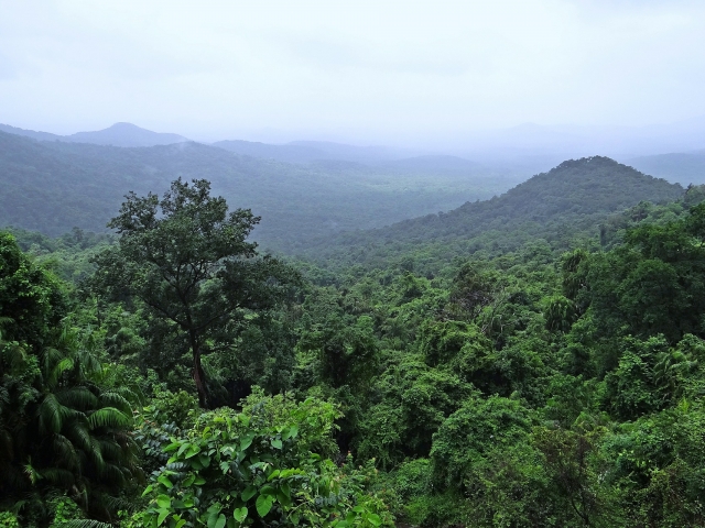 Rwanda Forest