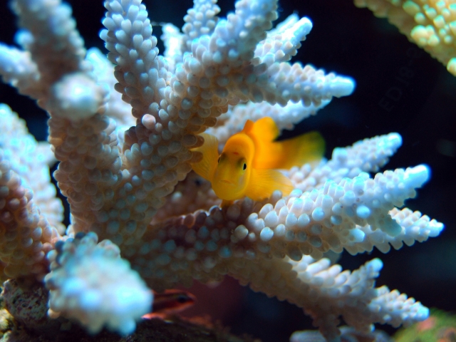 orange fish in coral