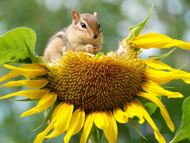 Chipmunk on flower