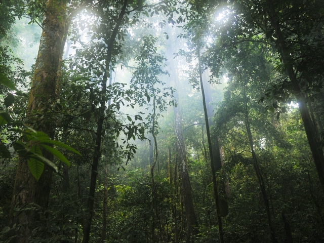 green trees and jungle