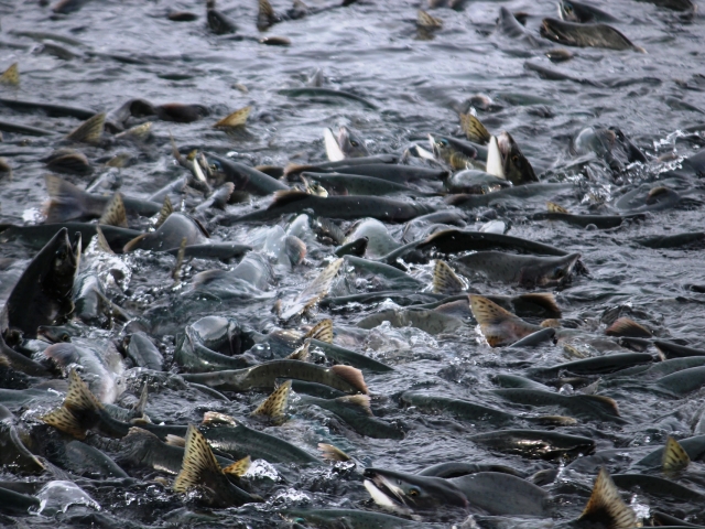 salmon fish migration