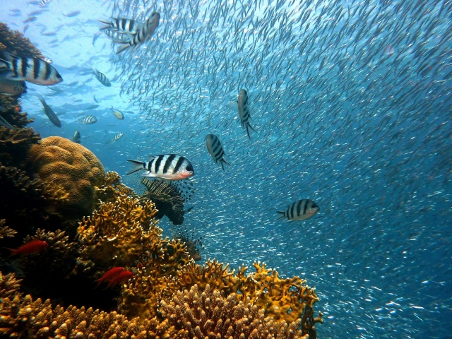 underwater coral ecosystem 