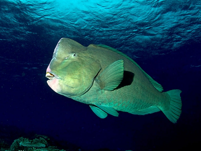 up close of bumphead parrotfish