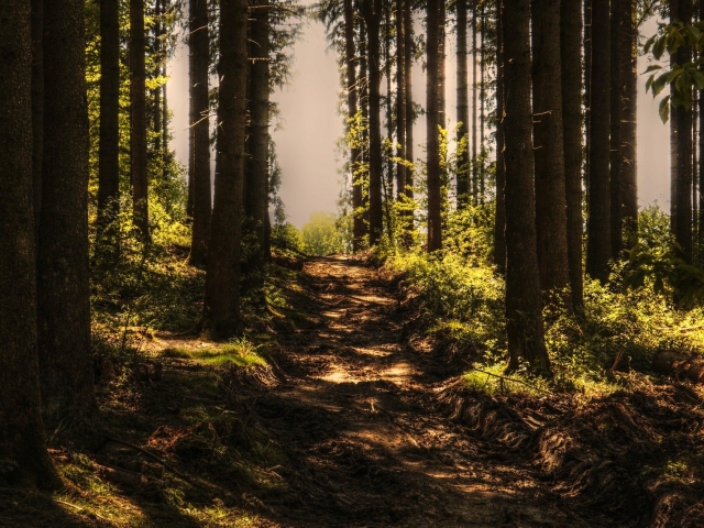 trail in forest