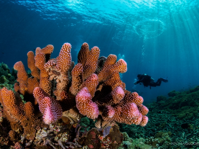 Coral with diver