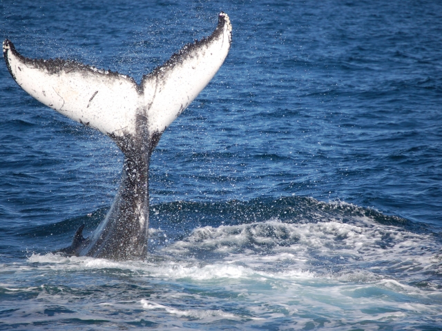 whale tail