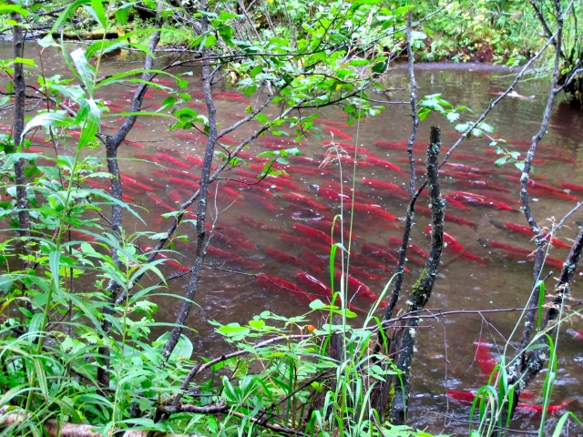 salmon in river