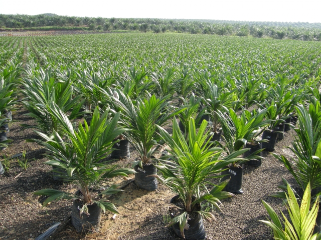 oil palm nursery