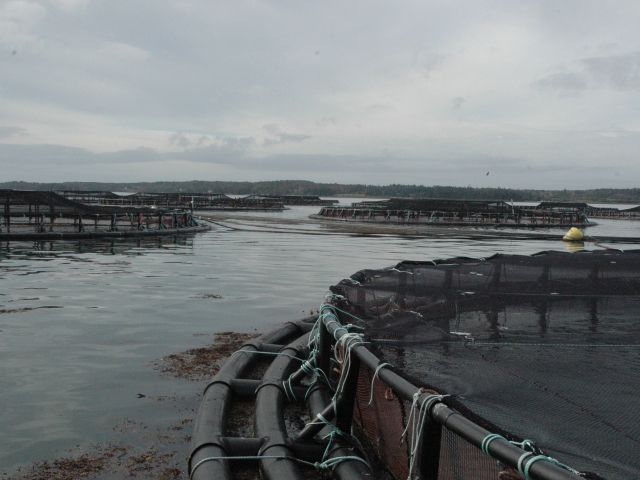 Pens for farmed fish in the ocean