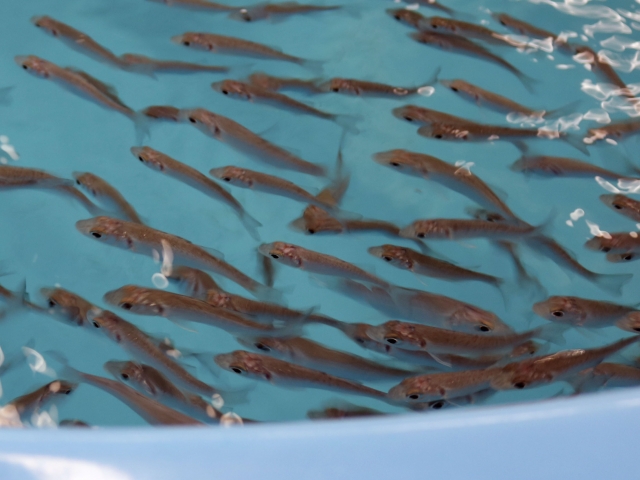 A school of baby fish in a pen
