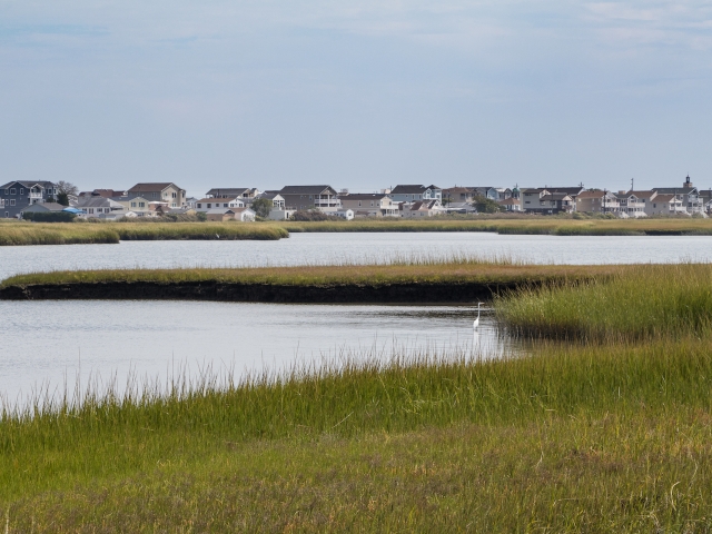 Coastal wetland with houses in background and bird in foreground
