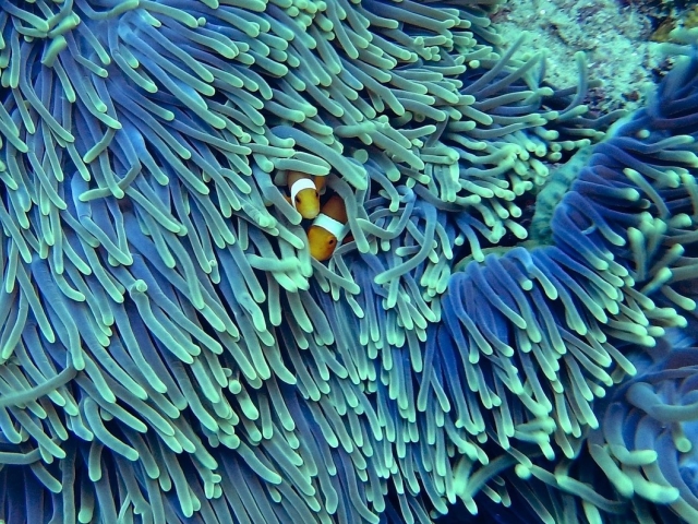 Two orange fish poking their heads out of coral
