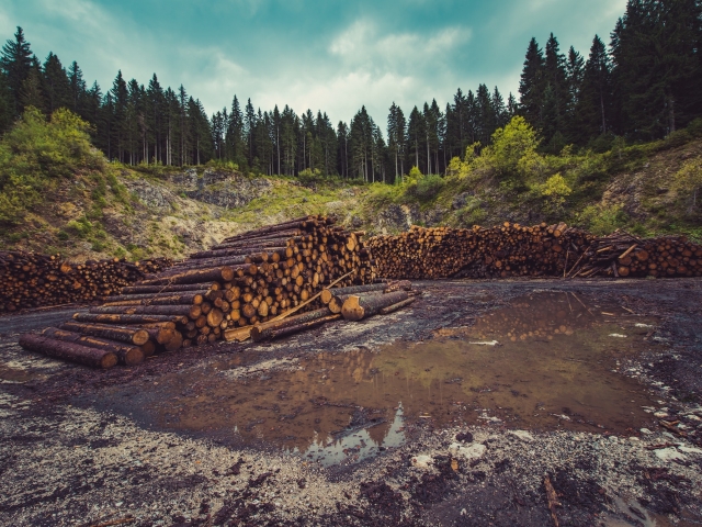 pile of logs with forest in background