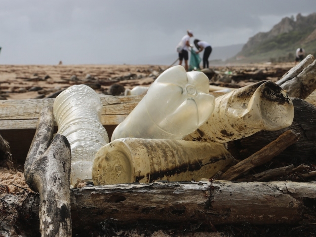 plastic bottles stuck in driftwood on beach
