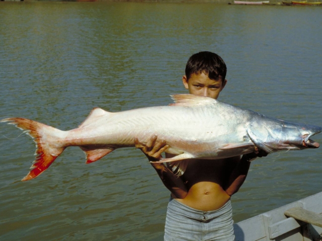 boy holding dorado catfish