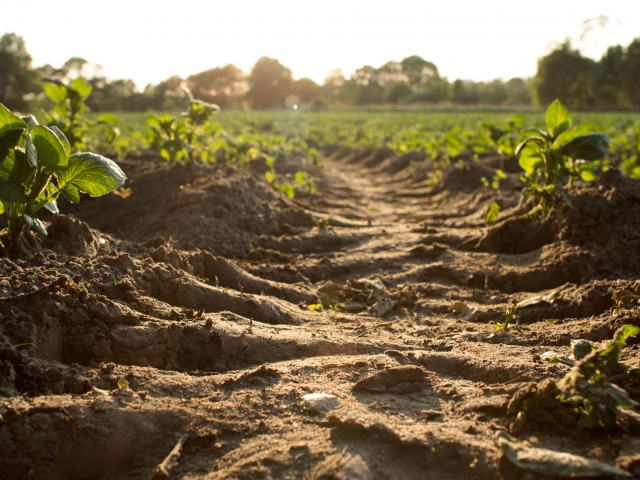 Soil in a crop field