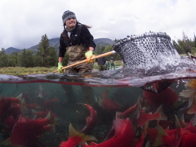 Woman using net to fish for salmon