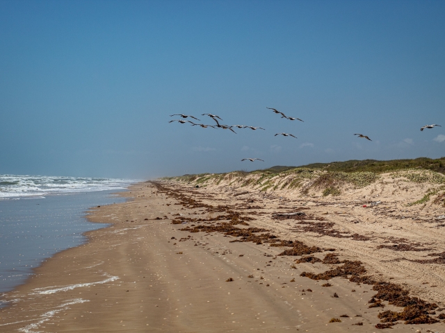 Beach and flock of gulls flying in air