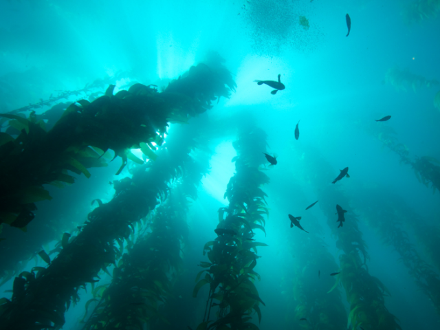 underwater forest of kelp and fish