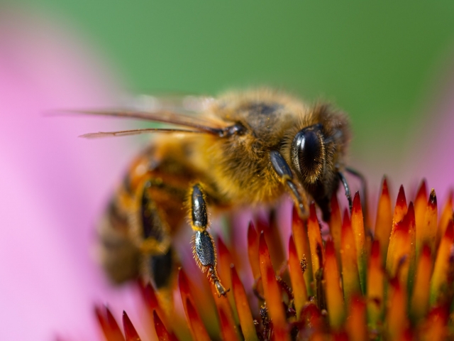 Bee on orange flower