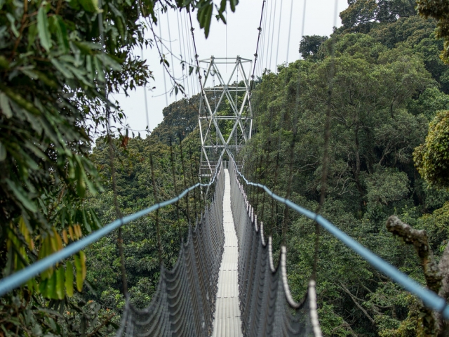 A bridge above the canopy of a rainforest