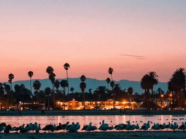 Shoreline of Santa Barbara with seagulls in foreground