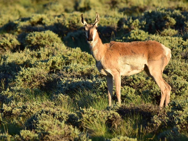 Pronghorn standing in green sage grassland