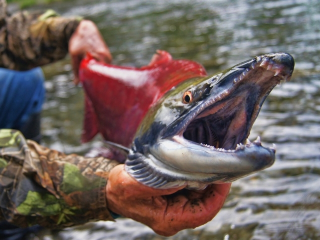 Fisherman holding a salmon with its mouth open