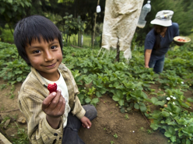 Boy holding strawberry and sitting on ground