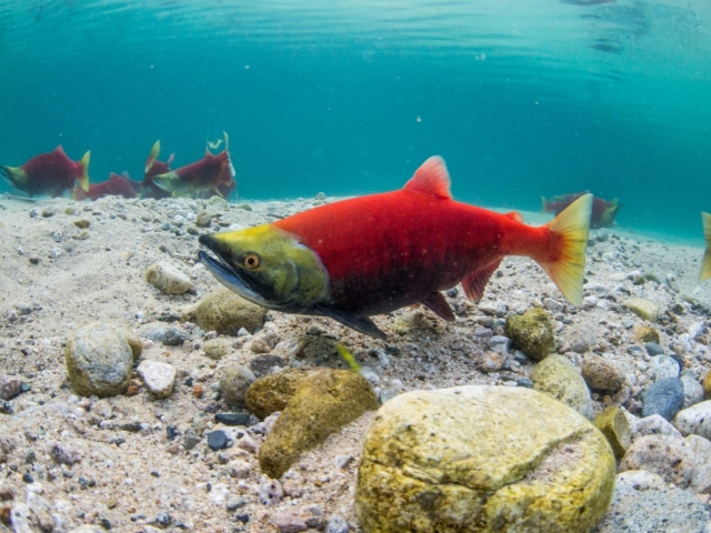 salmon swimming underwater