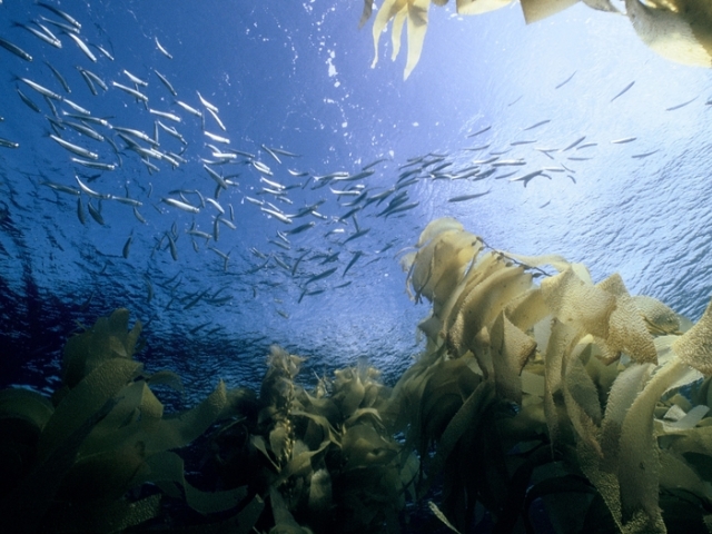 fish schooling around kelp